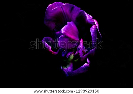 Beautiful flowers on a black background. An isolated photograph. Quality color Royalty-Free Stock Photo #1298929150