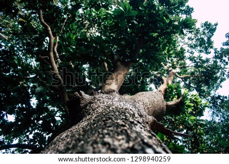 View of a tree in the jungle in southern India