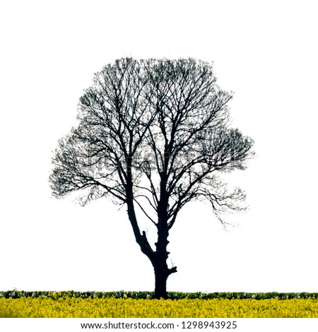 Silhouette of tree isolated on white background with yellow field in foraground