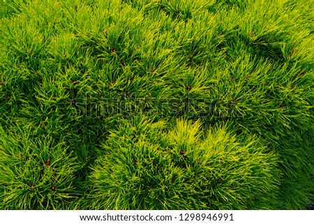 Pine fir tree needles as green background. Christmas tree branches. Evergreen forest or wood. Nature and environment. Green plant background.