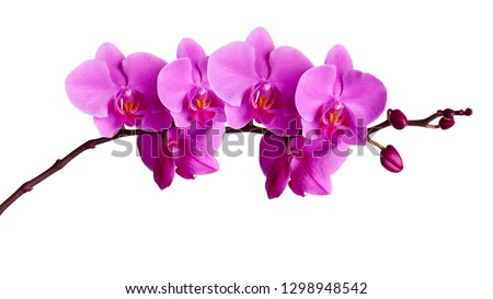 Orchids flowers on banch isolated on white background. Selective focus Royalty-Free Stock Photo #1298948542
