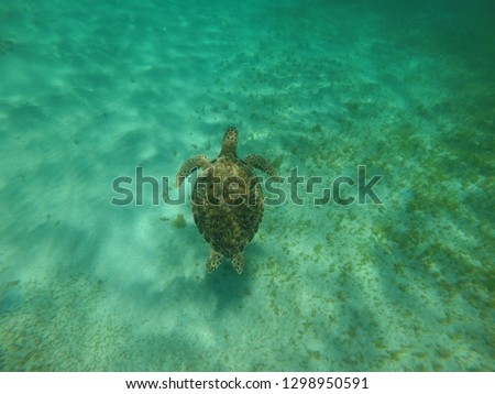 Sea Turtles Snorkeling in St Kitts Caribbean Island on the Atlantic Ocean Side
