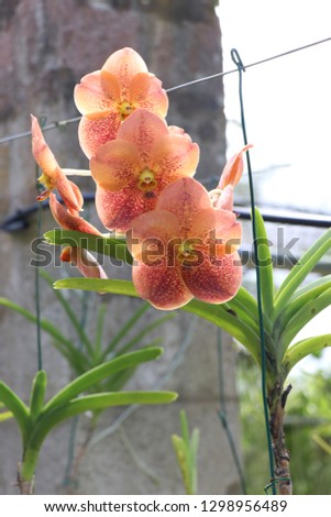 World of Orchid Flowers