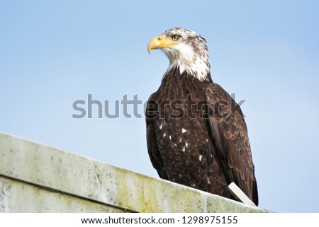 Adult Bald Eagle sitting on roof with blue sky background