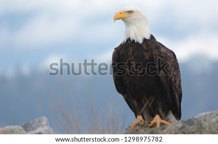 Portrait of adult Bald Eagle sitting on rocks with sky and blue mountains in the background