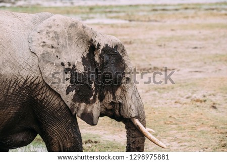 Large African Elephants in Amboseli National Park in Kenya.