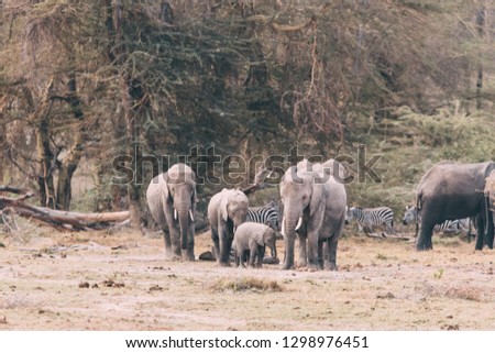 Elephants live happily with their family in Amboseli National Park in Kenya.