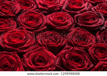 Red roses with water drops background