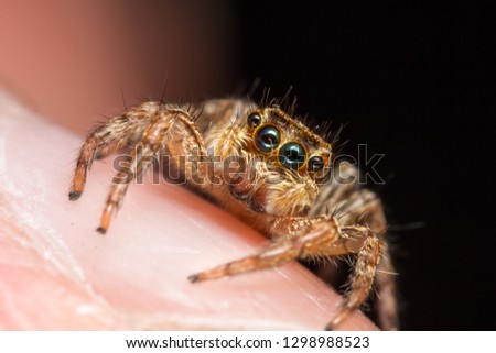 Tiny big eye jumping spider from macro photography with blurry background.