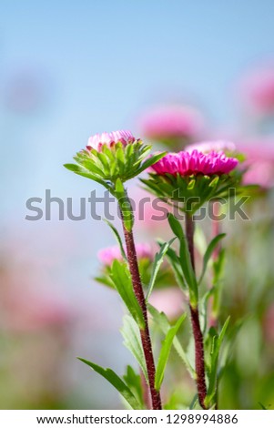 Pink aster flowers on blurred nature background
