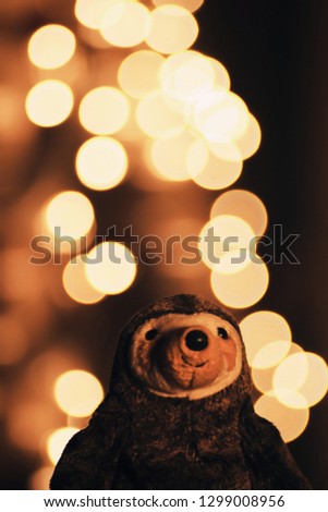 sloth on bokeh background