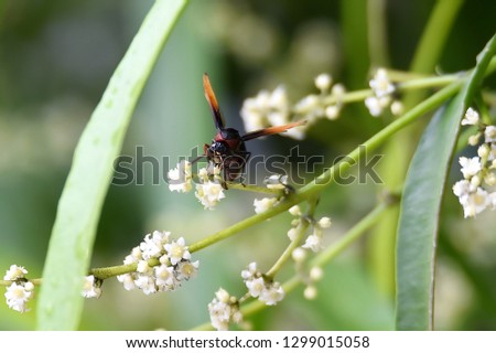 This one insect is called a wasp which has a poisonous sting with a brown body color mixed with black while sucking on the flower essence in the garden