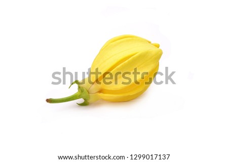 Ylang-Ylang (Cananga odorata) valued for perfume extracted from its flowers,  which is an essential oil used in aromatherapy. Also called fragrant cananga, Macassar-oil, or perfume tree. Isolated.