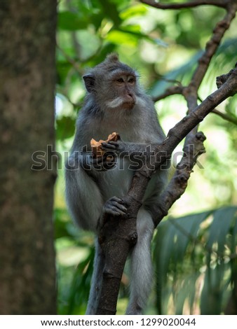 Monkey in Ubud Bali