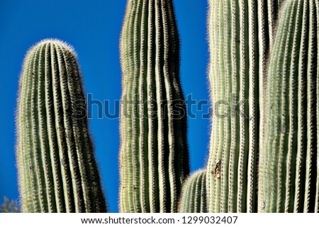 Saguaros cactus on a blue sky