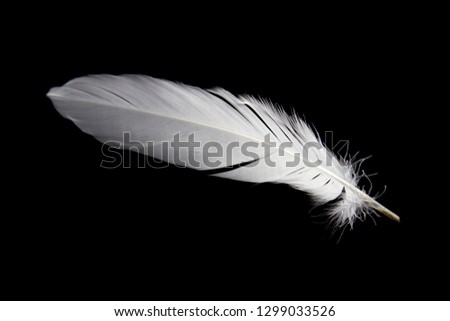 single white bird feather isolated on black background.