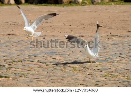 Two big sea gulls fight in the town square