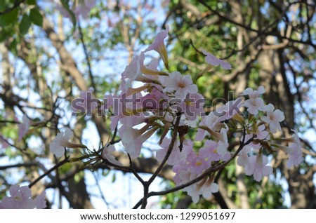 White,Pink and Green Flowers Background on the Winter Season in Bangkok Thailand,Jan 2019