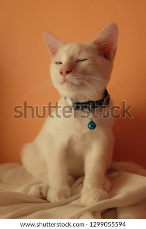 Sleepy cat on an orange background
