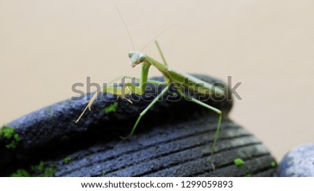 the praying grasshopper on a mossy black stone
