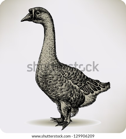 Chinese goose bird, hand-drawing. Vector illustration.