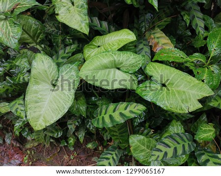 tropical plants with green leaves