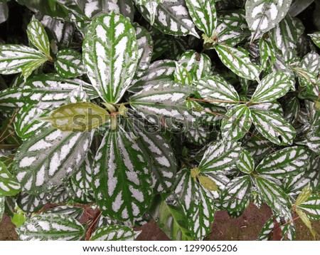 tropical plants with green leaves