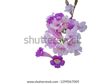 Garlic vine or Mansoa alliacea flower bloom isolated on white background with clipping path.
