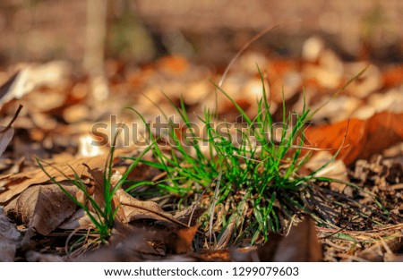 A picture of a little piece of grass with brown leaves around it.