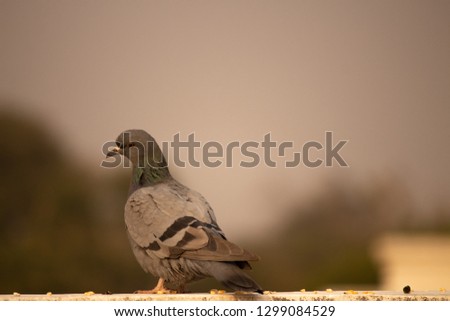A Pigeon

Pigeons and doves constitute the animal family Columbidae and the order Columbiformes, which includes about 42 genera and 310 species. They are stout-bodied birds with short necks,