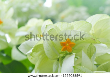 white flower with blur green leaf background. 
White flowers background.Macro of white petals texture.