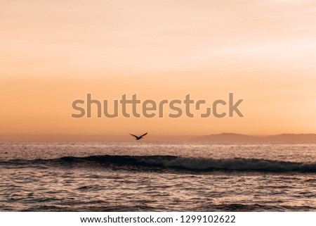 Sunset over the pacific ocean at laguna beach in California with a bird flying low over the water