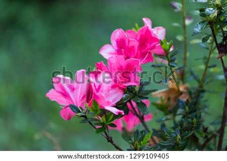 Pink flowers are beautiful.Pink Satsuki azalea blooming(Azalea Rhododendron)