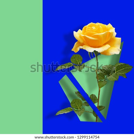 Contemporary modern art poster. with yellow rose on blue abstract background. Concept