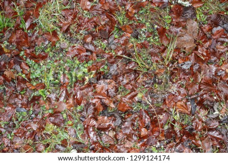 Background of colorful, wet leaves in autumn