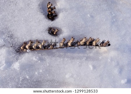 Hyoscyamus niger, henbane, black henbane or stinking nightshade dry grey flowers with seeds on white snow background