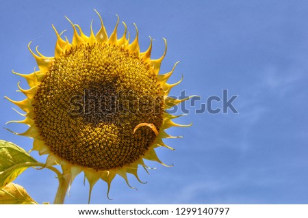 Sunflower with blue sky in the background