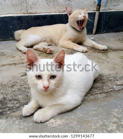 White cat yawning at the background