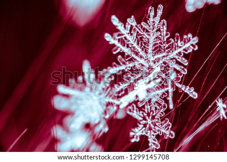 Snowflake on blur background - macro photo