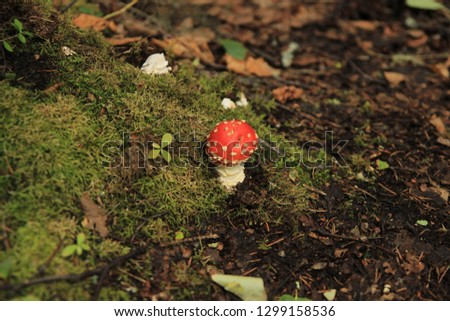 Small Amanita with red cap and white spots growing on green mossy forest bed on a warm brown background in a summer forest.