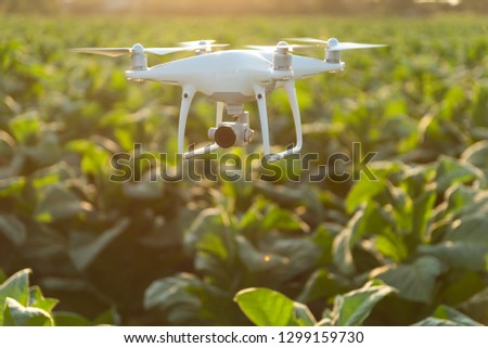Flying drone above the tobacco garden field. concept  drone survey in agriculture