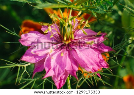 Pink Nigella Damask Flower