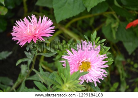 Summer days. Autumn flowers. A flower bed. Pink and white asters. Delicate flower. Horizontal