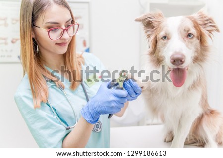 veterinarian cutting dog toenails at vet hospital