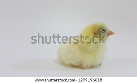 adorable chick sitting eyes closed,facing to the side.isolated on white background.the cute little chicken has a fluffy light yellow color look soft.
