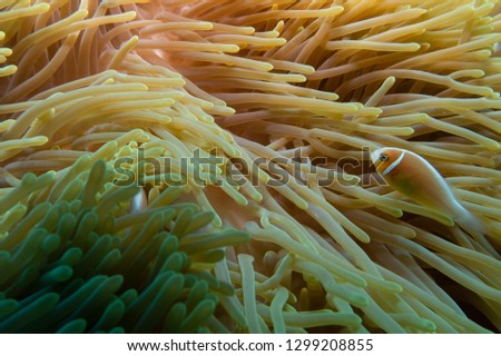 abstract anemone background