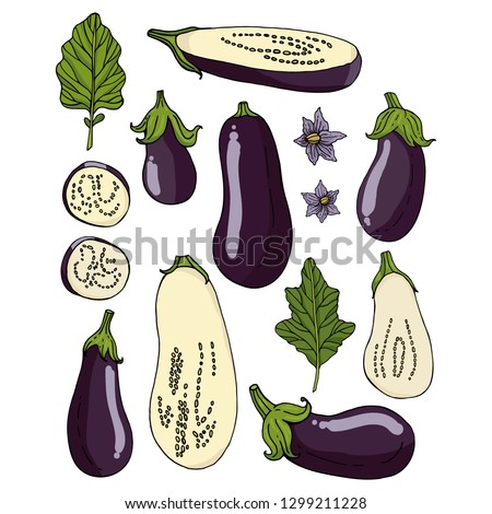 Set with eggplants on white background. Eggplants, eggplant slices, flowers and leaves isolated on white