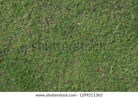 small green grass