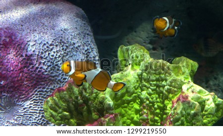 underwater world, many multi-colored fish coral reefs. Clownfish or anemonefish