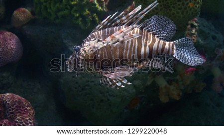 Underwater world, many colorful fish, coral reefs. Lionfish